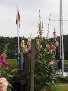 6. Ik hoor dat de Stokrooszaden het bij de ene ontvanger beter doen dan bij de andere. Het 1e jaar krijg je alleen kleine plantjes, hoor! De Stokrozen bloeien het 2e jaar en vervolgens dus altijd! Zoals hier aan de zij/voorkant van WH20