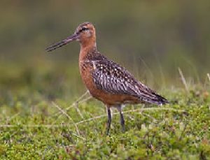 De Rosse Grutto vliegt hier ook (over). Bron: Natuurvereniging Wierhaven