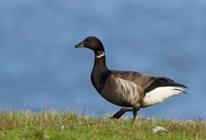 Op Wieringen heten veel mensen "Rotgans"