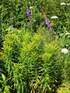 De Solidago wordt voorzichtig geel