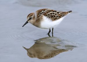 Een Steltloper gefotografeerd aan de Noordzeekust tijdens een van onze wandelingen