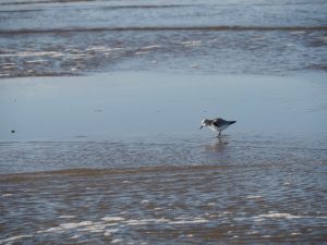 Een strandplevier op de lens, Noordzeekust bij Den Helder