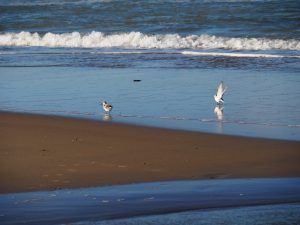 Strandplevier in de vlucht, Noordzeestrand