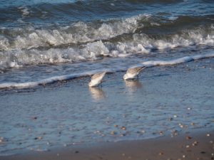 Strandplevieren met koppen in't zand