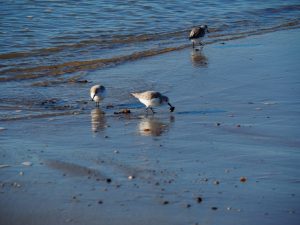 Strandplevier met schelp in bek