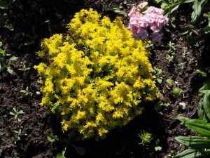 Deze gele vetplant bloeit al weken uitbundig op het talud bij de Zuiderhaven