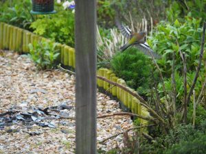 Vink in vlucht bij voederplek WH20