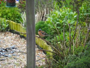 Vink op voederplek WH20