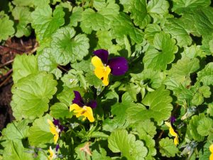 Terwijl er verscholen in de tuin nog steeds violen bloeien!