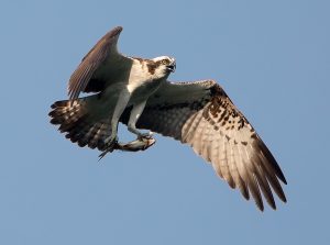 Laatste vloog er een visarend met een vis in zijn bek over de weg hier. Een beroepsfotograaf legde de visarend vast met rode konen van de jacht in de auto met telelens uit het autoraam. Deze is van Wiki