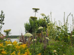 4. Help! Mijn vrouw is tuinier en staat Wilde Peen in haar tuin toe 