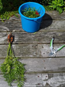 5. Om te bewijzen dat het Wilde Peen is, hier een foto van een uitgetrokken zaailing. De Wilde Peen smaakt bijna lekkerder dan gewone verse peentjes zo uit de grond!