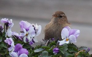 Een Winterkoninkje heeft het voorzien op onze viooltjes op WH20