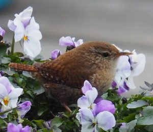 Het Winterkoninkje hopt van de ene mand met viooltjes naar de andere in de voortuin