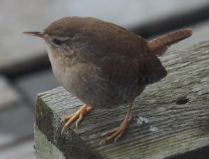 Het Winterkoninkje zit bij de achterdeur en weet dat ik er met mijn camera sta