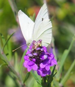 Witje op Walstroleeuwenbek