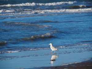 De Zilvermeeuw bij Den Helder op een van onze strandwandelingen daar