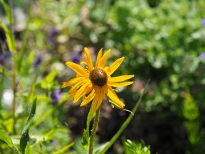 Zonnehoed komt voorzichtig in de bloei in week 28