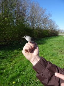 Bert Winters ringt hier vogels bij het Leemans Gemaal. Dit is een Zwartkop