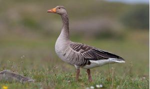 De Grauwe Gans kan hier in grote groepen luid kakelend rond waggelen