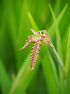 Mombretia in week 24