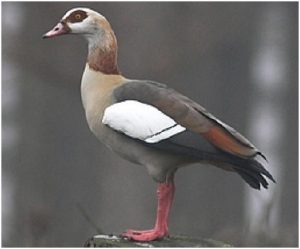 De Nijlgans komt ook op bezoek op het grasveld van Wierhooft