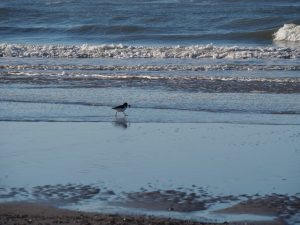 Een Scholekster met vangst in zijn bek bij Den Helder op het strand, waar we regelmatig ff uitwaaien