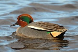 In de Zuiderhaven zwemt de Wintertaling met zijn fraaie kleuren