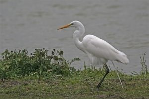 Er komen hier verschillende soorten reigers voor, zoals de blauwe reiger en hier de witte reiger (Fotobron: Wiki)