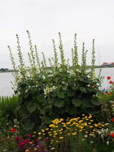 De Stokrozen aan de kant van de Zuiderhaven