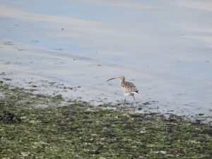 Deze Wulp liep in 2015 bij de Waddendijk ter hoogte van Hippo 