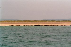3. Aanvaart Blakeney Channel, aan de kant van het National Nature Reserve gevuld met robben. Vooral een rust uitstralend plaatje