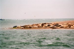 6. Er liggen robben genoeg. De gasten worden hier aan land gezet en kunnen te voet naar het natuurreservaat lopen . Een fraaie wandeling!