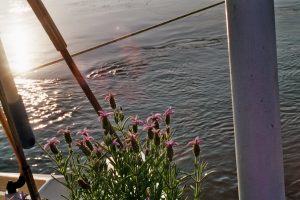 9. Het water drijft met grote snelheid de kreek uit. Op het achterdek zie je hier een plant (Lavendel deze keer), zoals altijd op Arka! het geval is geweest.