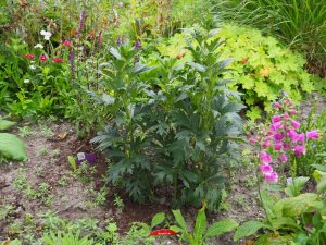 Op het taluut achter planten we o.a. Aconitum / Monnikskap. Over een paar jaar is het daar een fleurige boel zonder duindoornprikkels