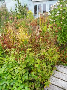 De Akelei is uitgebloeid en biedt volop zaad. Kijken welke plant terrein wint achter in de tuin