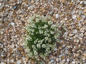 Deze Alyssum groeit al 3 jaar op de schelpen en bloeit nu nog volop