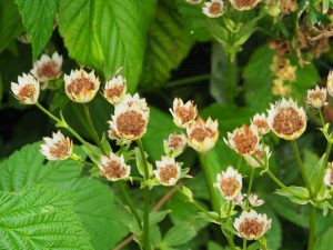 De Astrantia / Zeeuws-Knoopje is in week 29 uitgebloeid en klaar voor zaadverspreiding