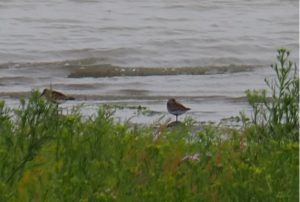 Twee Bonte Strandlopertjes trekken zich buitengaats niets aan van de hekgolven die de vloot trekt