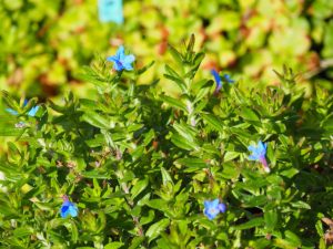 Dit soort kruipende Campanula houdt van véél water!