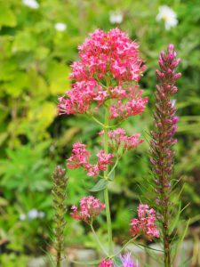 Centranthus-ruber / Spoorbloem / Valeriaan met er naast de Liatris spicata