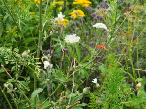 De Wilde Peen bloeit en vormt zaaddozen tegelijk. Eigenlijk tijd om deze plant te verwijderen, maar die insecten he? 