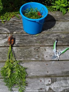 Dat Daucus carota écht een peen is, zie je hier. Met dat kleine, blauwe emmertje leg ik mijn tijd in de tuin sterk aan banden. Het kost mij moeite, hoor, want er is niks leuker dan om te "redigeren" en volgend jaar te zien wat de tuin dan doet