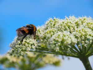 Op de Wilde Peen / Daucus carota (de naam zegt het al) komen veel insecten af, zoals deze bij die zich in het stuifmeel wentelt