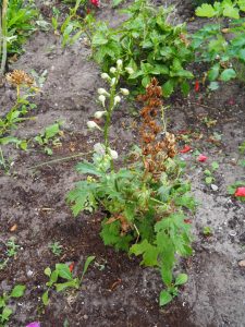 Op het talud is Delphinium gepland