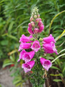 Naast de Digitalis purpura / Vingerhoedskruid om het talud