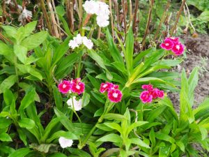 Deze Dianthus / Duizendschoon doet een 2e poging