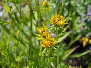 De Echinacea is nog grotendeels in knop in week 30