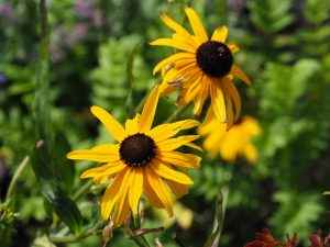 Deze Echinacea zijn de eerste die volop bloeien