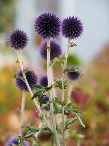 Echinops vóór de bloei